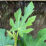 Ficus carica 'Dalmatie' (4L) (Compact fig)