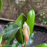 Magnolia 'Little Gem' (7.5L)