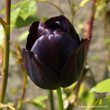 Tulip 'Cafe Noir' (Single Late) - PACK of 10 Premium size bulbs