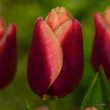 Tulip 'Slawa' (Triumph) - PACK of 10 Premium size bulbs