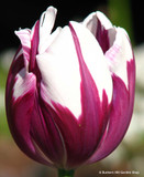 Tulip 'Zurel' (Rembrandt) - PACK of 10 Premium size bulbs