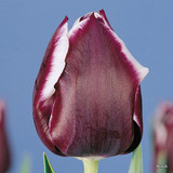 Tulip 'Jackpot'  - PACK of 10 Premium size bulbs