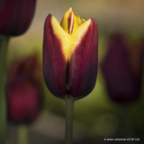 Tulip 'Doberman' (Triumph) - PACK of 10 Premium size bulbs