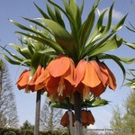 Fritillaria (Crown Imperial) 'Rubra' - 6 bulbs