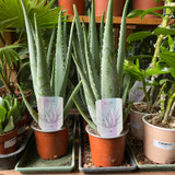 Aloe Vera (large)
