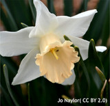 Species Narcissi 'Bell Song' - BULK  100 or 250 bulbs
