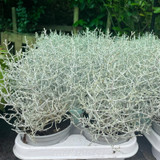 Leucophyta (Cushion bush)