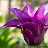 Tulip  Viridiflora 'Purple Doll'  BULK - 100 or 250 Bulbs