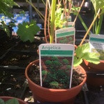 Angelica (14.5cm potted)