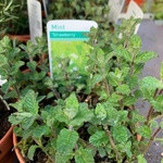 Mint Strawberry (14.5cm potted)