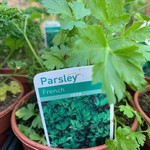 Parsley Japanese (14.5cm potted)
