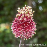 Allium 'Red Mohican' BULK - 25 or 50 Bulbs