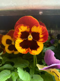 Pansy 6 pack - mixed varieties