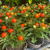 Solanum - Jerusalem Cherry