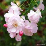 Blush Rambler - Climbing Rose
