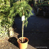 Acer palmatum var. dissectum viridis 10ltr