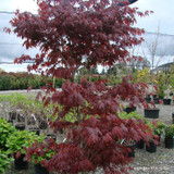 Acer palmatum 'Fireglow' 20ltr