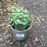 Salvia Nachtvlinder - 2ltr pot