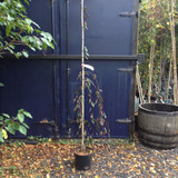 Malus 'Cheal's Weeping' - 175/200cm (10ltr)