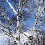 Betula alba (White birch) -200/250