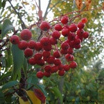 Sorbus aucuparia (Rowan) - 200/250cm