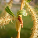 Salix 'Vitellina Pendula' (Golden Willow) - 200/ 250