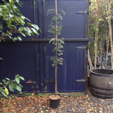 Sorbus 'Asplenifolia' 175/200cm (10ltr)