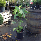 Ficus carica 'Brown Turkey' (Fig) - 10ltr