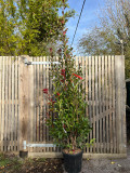 Photinia fr. 'Red Robin' 175/200cm bush