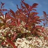 Photinia 'Red Robin' 100-125cm rootballed BULK RATES AVAILABLE