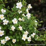 25 x Rosa pimpinellifolia (Burnet Rose) 40-60cm bare root