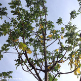 Acer campestre 'Queen Elizabeth' 10/12cm (70ltr)