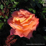 Troika (Standard Rose)