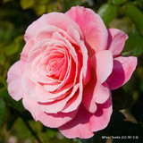 You're Beautiful (Standard Rose)