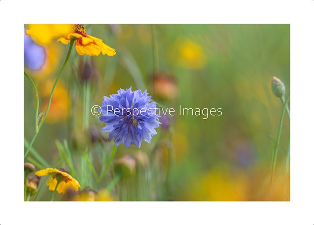 Meadow cornflower, Hever Castle, Kent