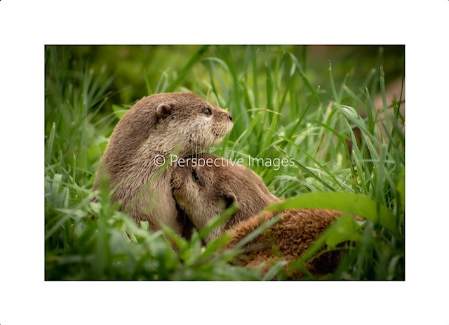 Otter cuddles, Cotswold Wildlife Park
