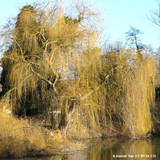 Salix sepulcralis 'Chrysocoma' (Weeping Willow) 8/10cm