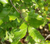 Quercus robur (English oak) - 10/12 feathered