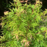 Acer palm. 'Emerald Lace' - 10ltr
