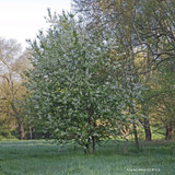 Prunus padus 'Watereri' 14/16cm (70ltr)