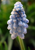 Muscari 'Baby's Breath' (grape hyacinth) (9cm)
