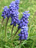 Muscari armeniacum (Grape hyacinth) (9cm)