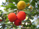 Arbutus unedo compactum (Strawberry Tree) - 3L