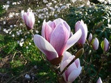 Magnolia Satisfaction - 5ltr