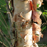 Betula nigra 'Heritage' - 200/250cm