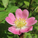 1 x Rosa rubiginosa (Sweet Briar) 60-100cm bare root - Single Plant