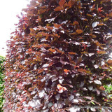 10 x Fagus sylvatica 'Atropurpurea' (Purple Beech) 80-100cm bare root