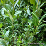 1x Prunus laur. 'Rotundifolia' (Cherry Laurel) 20-30cm bare root - single plant