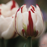 'Carnaval De Nice' Tulips