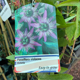 Passiflora 'Victoria' (Passionflower)